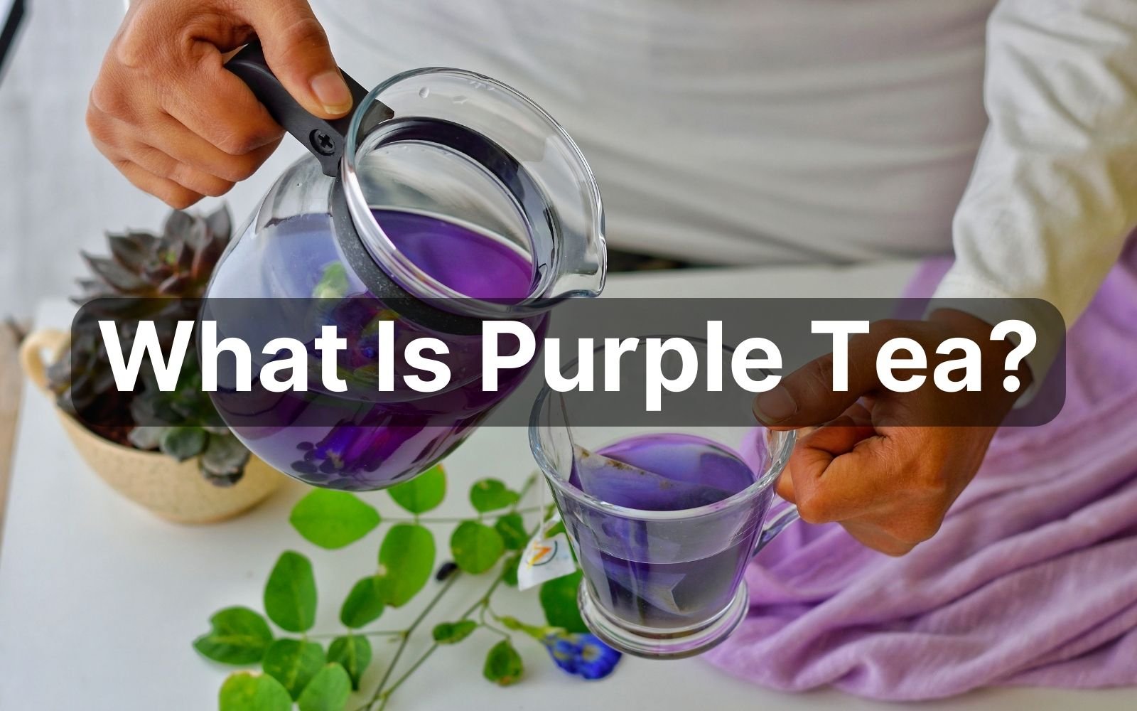 Purple Tea for Weight Loss: Shed Pounds Naturally